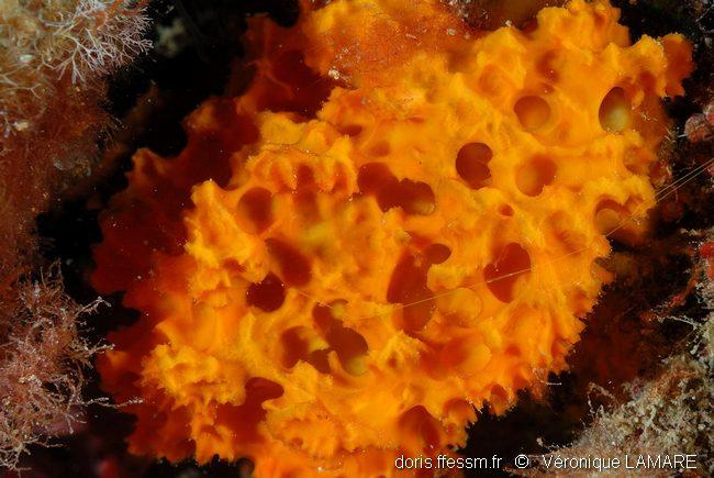 acanthella_acuta-vela-img_01