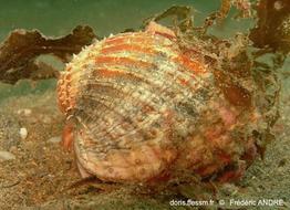 acanthocardia_echinata-fa23