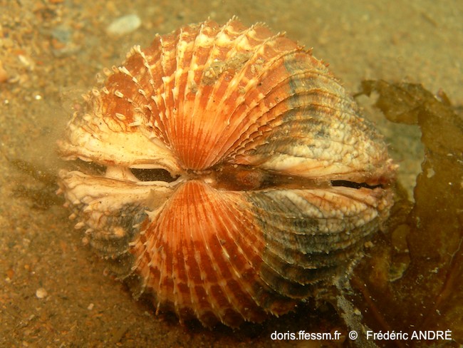 Bucarde rouge