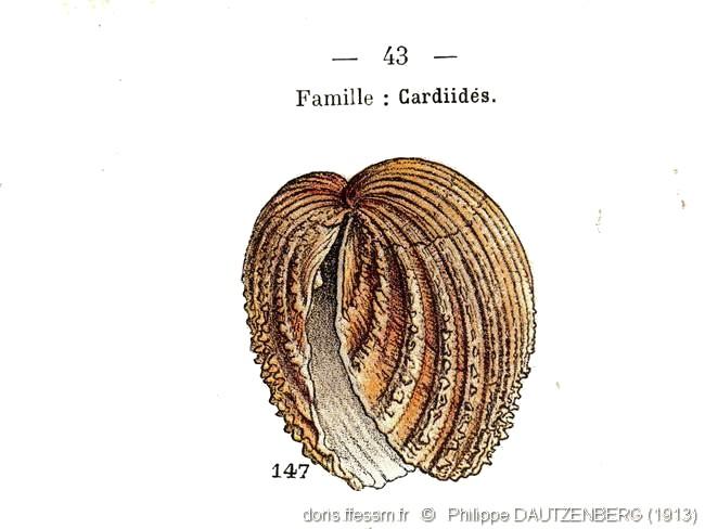 acanthocardia_echinata-pd-img_1913