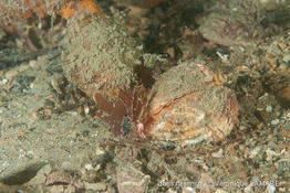 acanthocardia_echinata-vl1