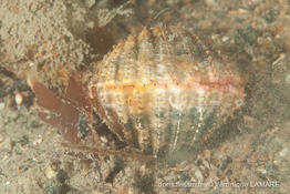 acanthocardia_echinata-vl2