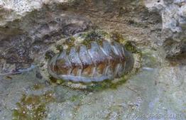 acanthopleura_granulata_fsc1