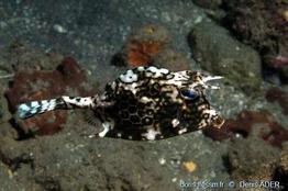 acanthostracion_polygonium-da2
