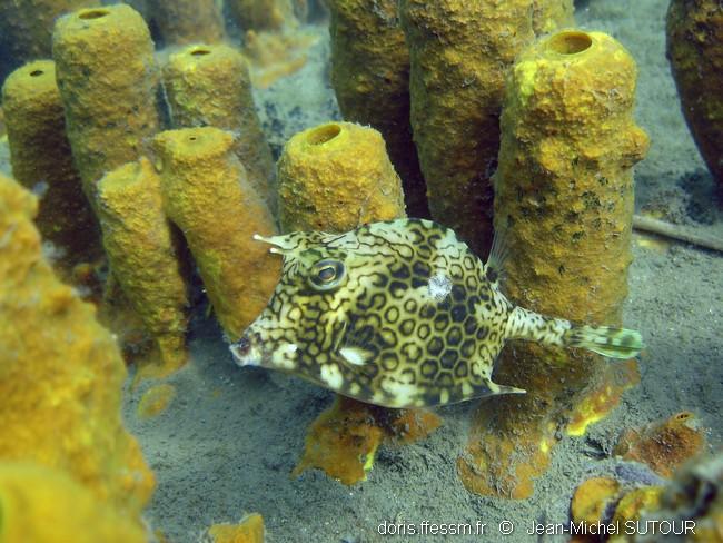 acanthostracion_polygonium_jms-3