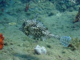 acanthostracion_polygonium_jms-4