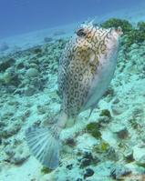 Acanthostracion_polygonius-fa194