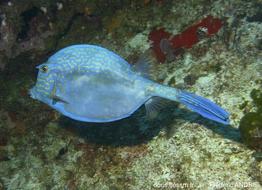 acanthostracion_quadricornis-fa2
