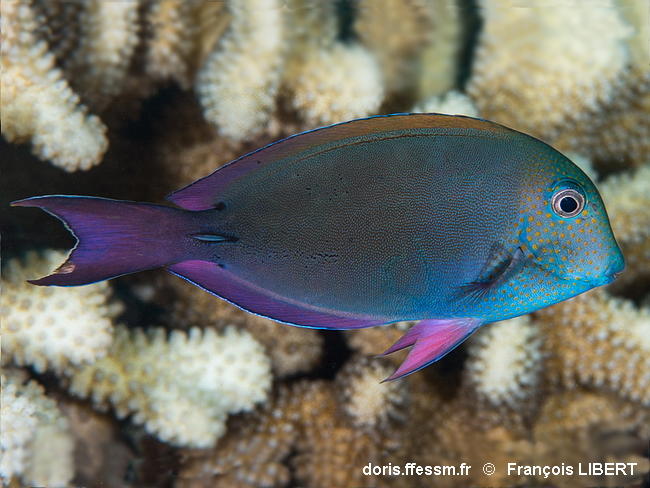 Acanthurus_nigrofuscus-frli030
