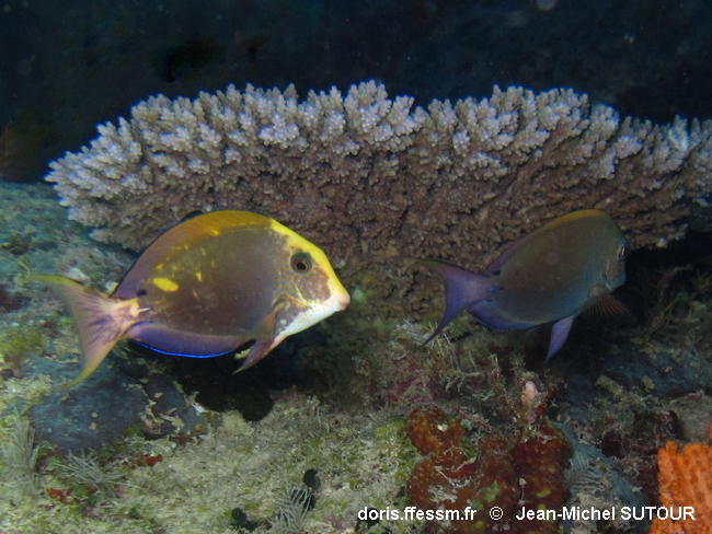 Acanthurus_nigrofuscus-jmsu100