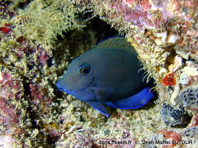 Acanthurus_nigrofuscus-jmsu450