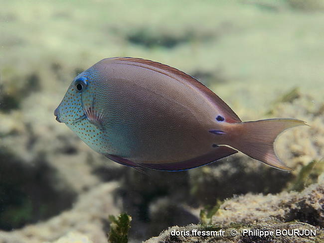 Acanthurus_nigrofuscus-phbo010