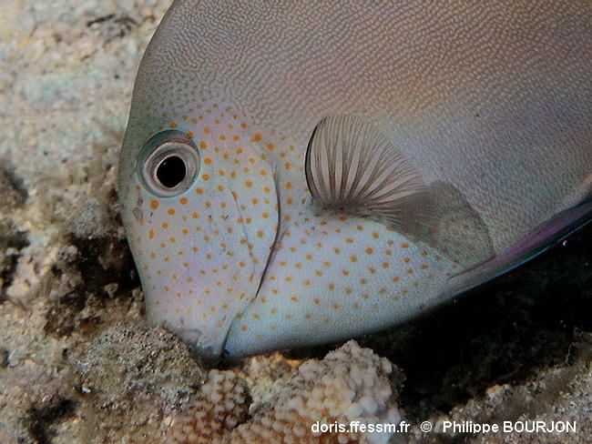Acanthurus_nigrofuscus-phbo020