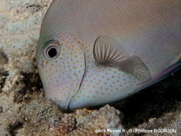 Acanthurus_nigrofuscus-phbo020