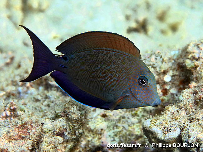 Acanthurus_nigrofuscus-phbo040