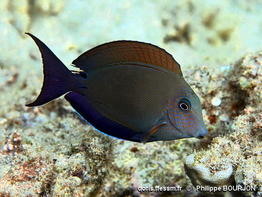 Acanthurus_nigrofuscus-phbo040