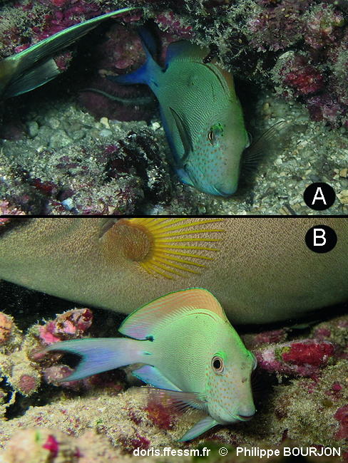Acanthurus_nigrofuscus-phbo060