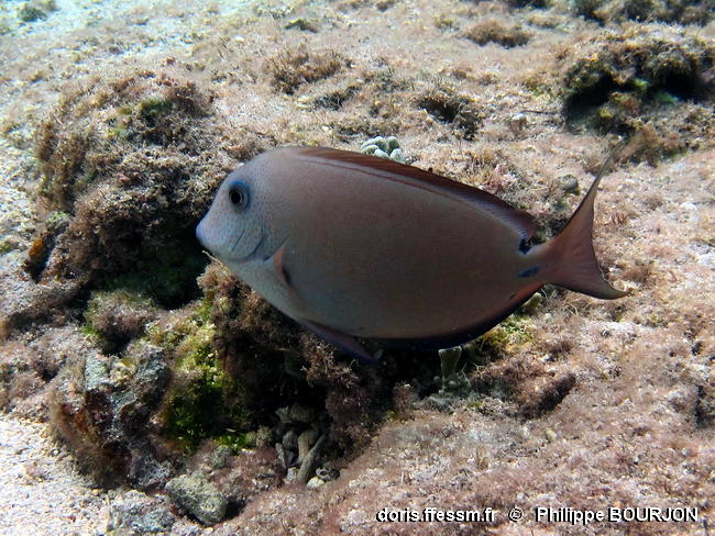 Acanthurus_nigrofuscus-phbo070
