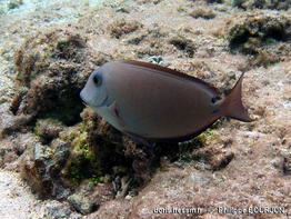 Acanthurus_nigrofuscus-phbo070