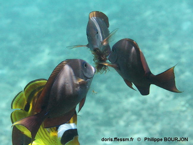 Acanthurus_nigrofuscus-phbo080