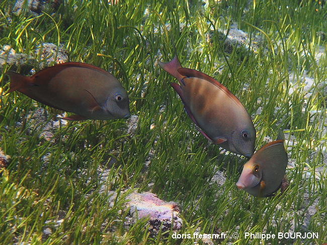 Acanthurus_nigrofuscus-phbo090