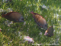 Acanthurus_nigrofuscus-phbo090