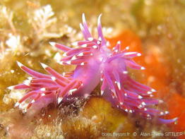 flabellina_pedata-aps551