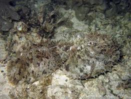 dolabella_auricularia-slb2