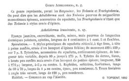 acheliderma_lemniscatum-Topsent1892