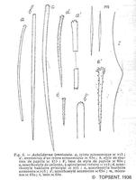 acheliderma_lemniscatum-Topsent1936