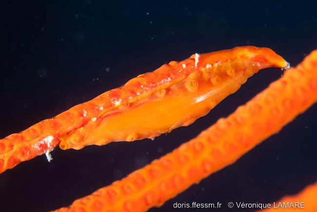 aclyvolva_coarctata-vl1