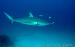 carcharhinus_perezii_fm1