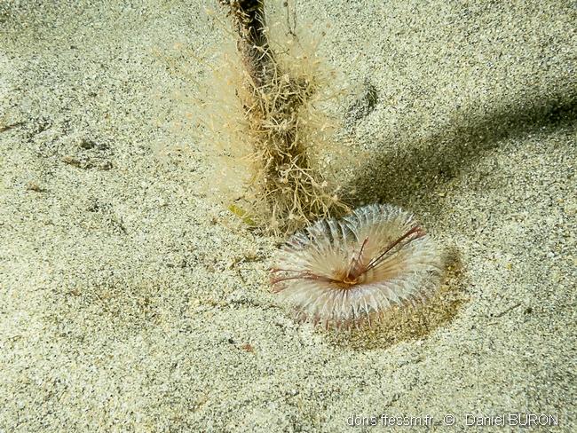 acromegalomma_lanigerum-DB01