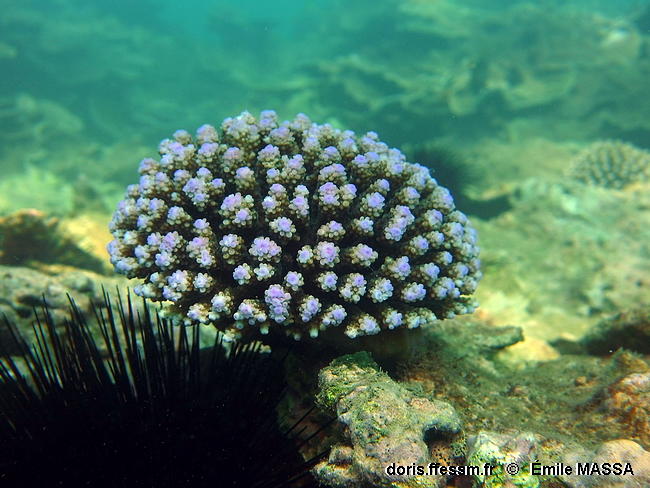 Acropora_digitifera-emma52093