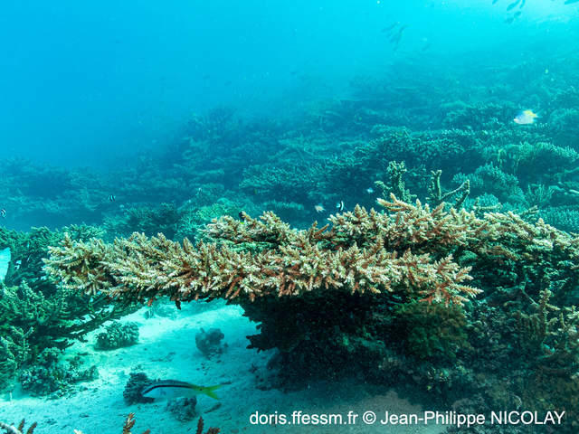 acropora_digitifera-jpn