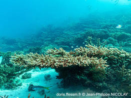 acropora_digitifera-jpn