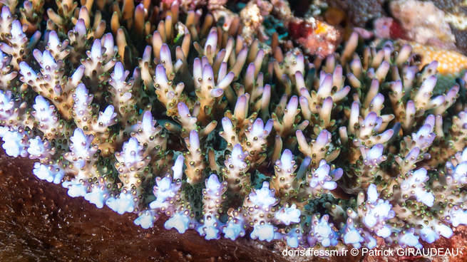 acropora_granulosa-pg01