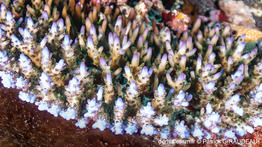 acropora_granulosa-pg01