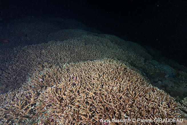 acropora_robusta-pg01