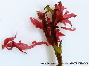 Acrosorium_ciliolatum-mima02