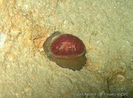 actinia_cari-fa9b