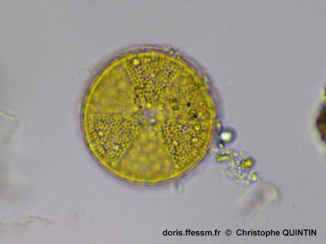 Actinoptychus_senarius_cq001