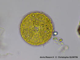 Actinoptychus_senarius_cq001