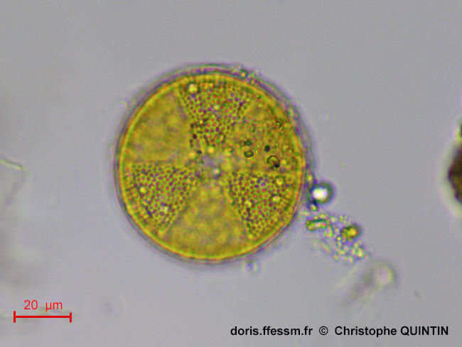 Actinoptychus_senarius_cq001