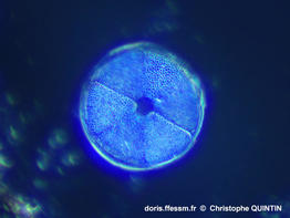 Actinoptychus_senarius_cq002