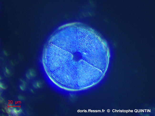 Actinoptychus_senarius_cq002