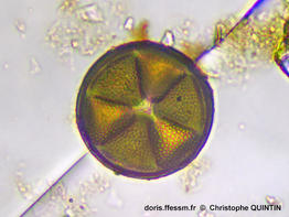 Actinoptychus_senarius_cq003