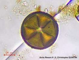 Actinoptychus_senarius_cq003