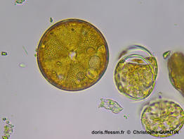 Actinoptychus_senarius_cq004