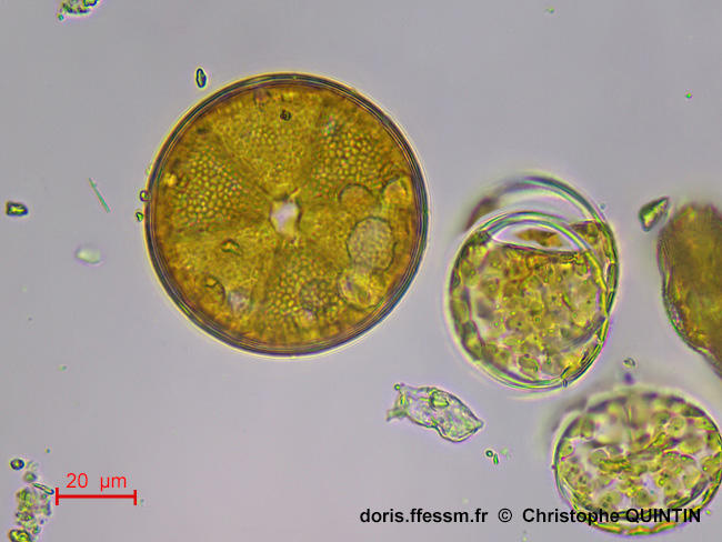 Actinoptychus_senarius_cq004
